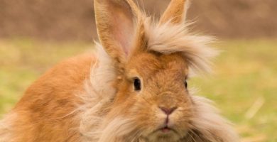 mascota pequeña conejo enano marrón