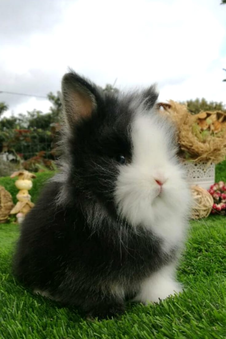 Tambor tipo de conejo enano cabeza de león