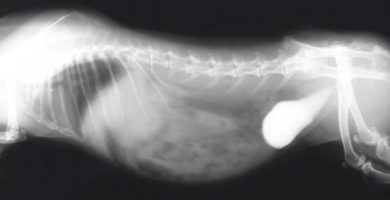 radiografía de conejo enano con bolas de pelo en el estómago