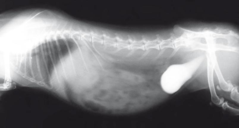 radiografía de conejo enano con bolas de pelo en el estómago