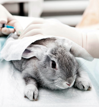 esterilización y castración en conejos enanos macho y hembra
