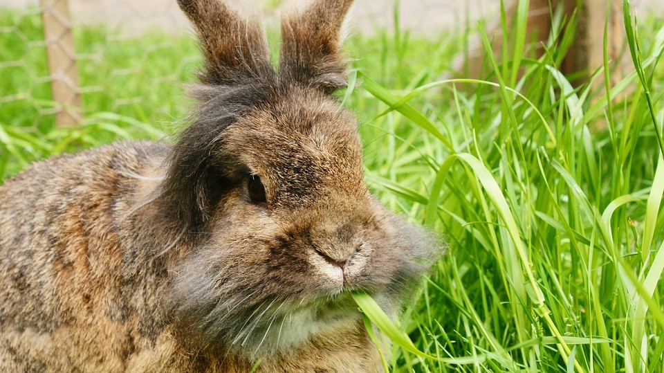 conejo de pelo largo comiendo hierba