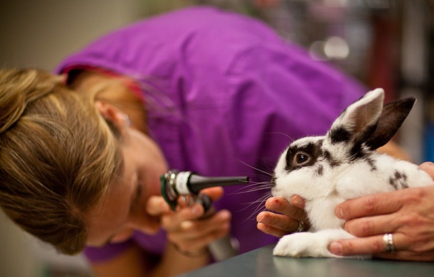 Enfermedades mas comunes en los conejos enanos