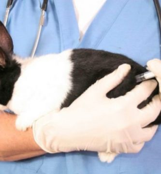 vacunas necesarias en los conejos enanos