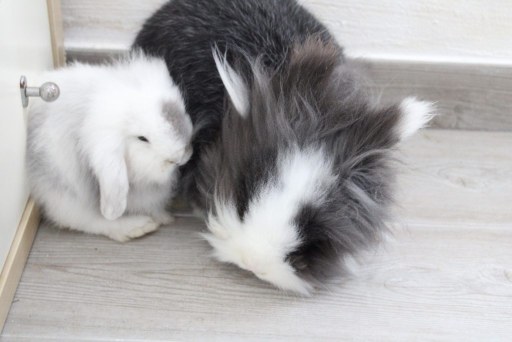 Tambor y Grey. Proceso de socialización entre conejos enanos. 