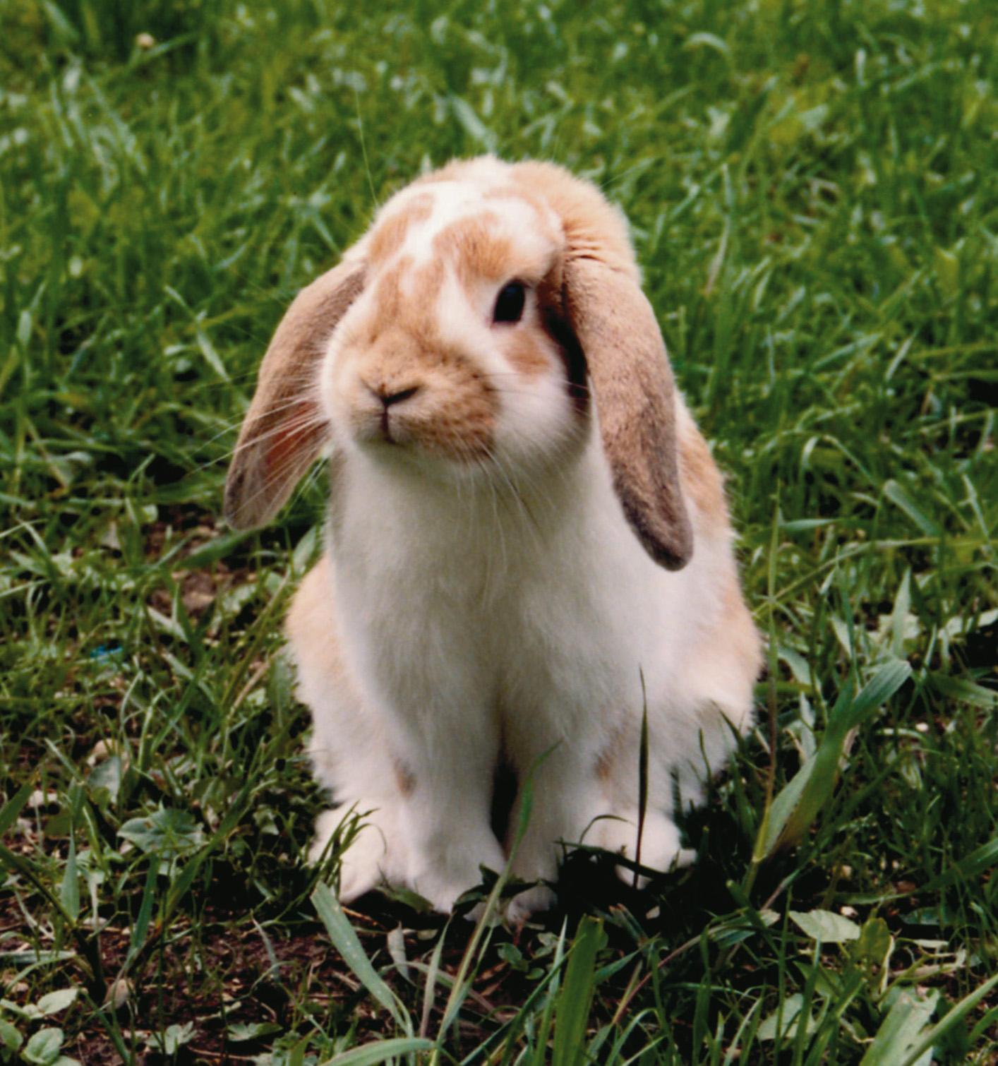 imagen de conejo enano de raza belier blanco y marrón