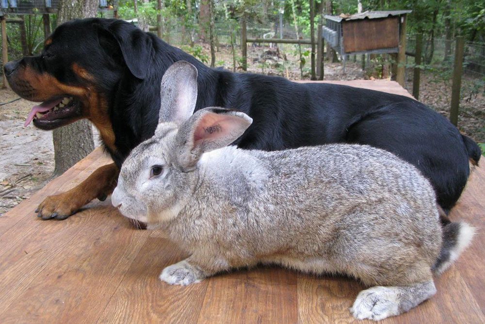 conejo gigante junto a perro