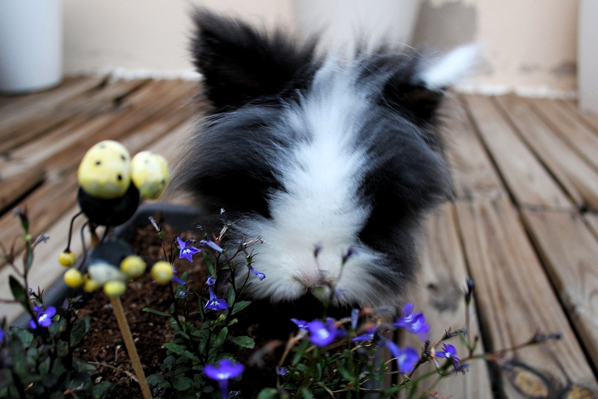 conejo enano oliendo flores
