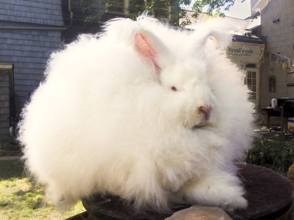 conejito blanco muy peludo similar a una oveja