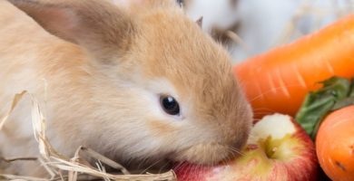 cuales son los alimentos prohibidos para los conejos