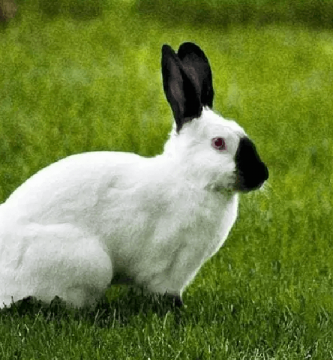 raza de conejo blanco y negro