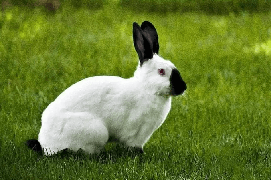 raza de conejo blanco y negro
