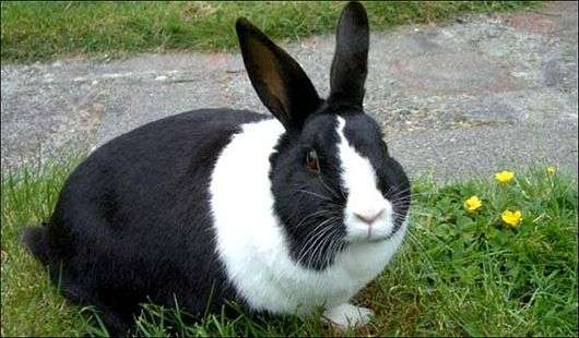 conejo holandés razas de conejos
