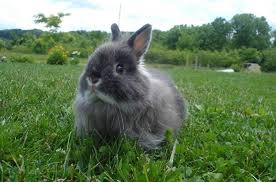 Conejo de raza Jersey Wooly: Origen, Características y más