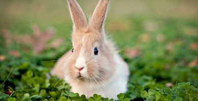 mitos y tópicos sobre los conejos