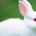 cuidados y características del conejo blanco de Florida