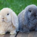 diferentes razas de conejos de orejas caidas