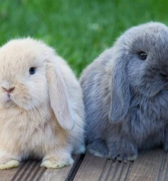diferentes razas de conejos de orejas caidas