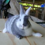 cuidados y características de la raza de conejo arlequín