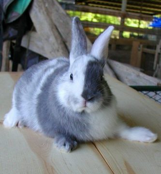 cuidados y características de la raza de conejo arlequín