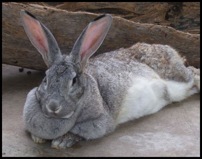 Conejo Gigante de flandes - Razas de conejos