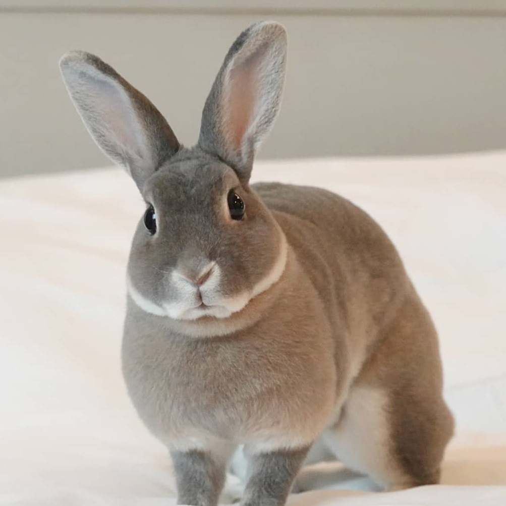 conejo enano Rex de color gris