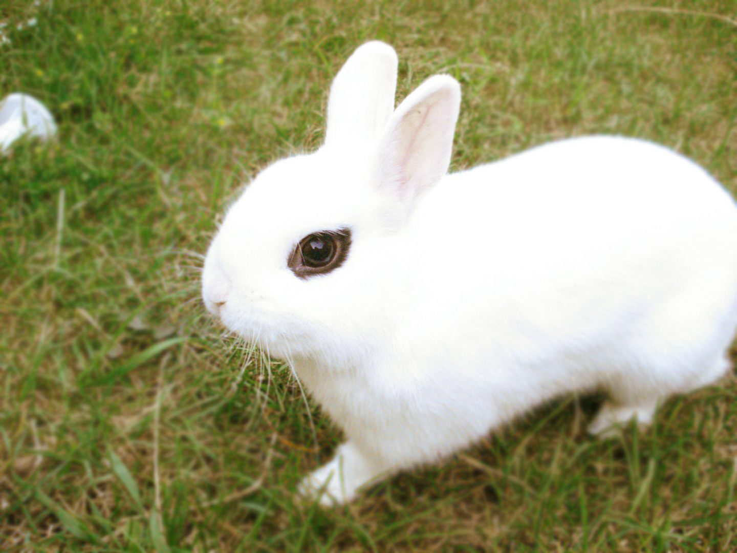 Los conejos NO son roedores, son lagomorfos.