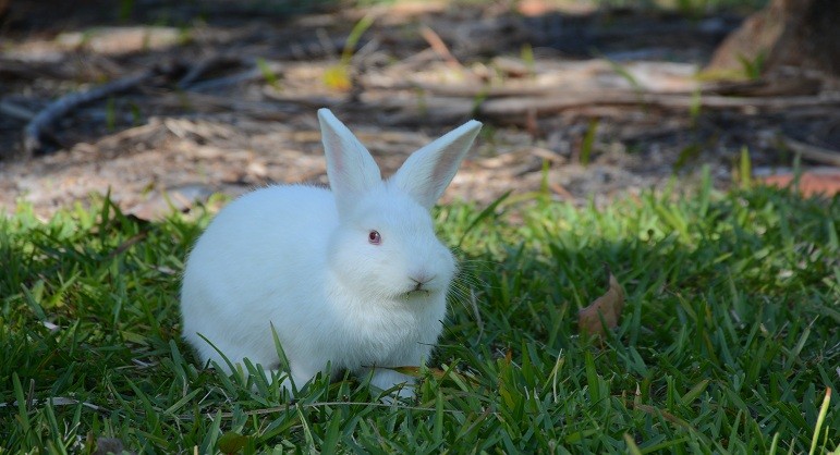 Conejo albino con ojos rojos