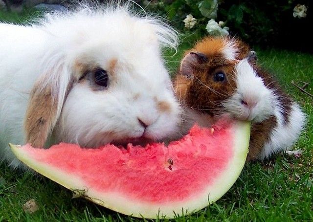 ¿Los conejos pueden comer sandia? - ¿Qué pueden comer los conejos?