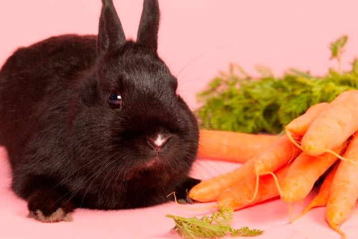 ¿Los conejos pueden comer zanahoria?