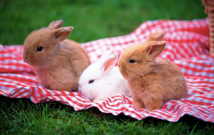 Conejos bebes marron y blanco