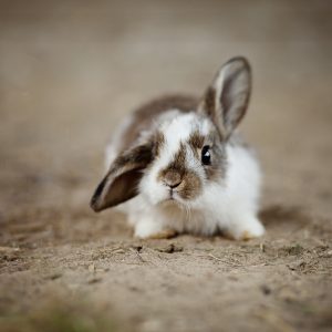Conejos-enanos-conocce-todo-sobre-ellos