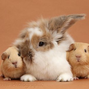 Relación entre conejos y cobayas