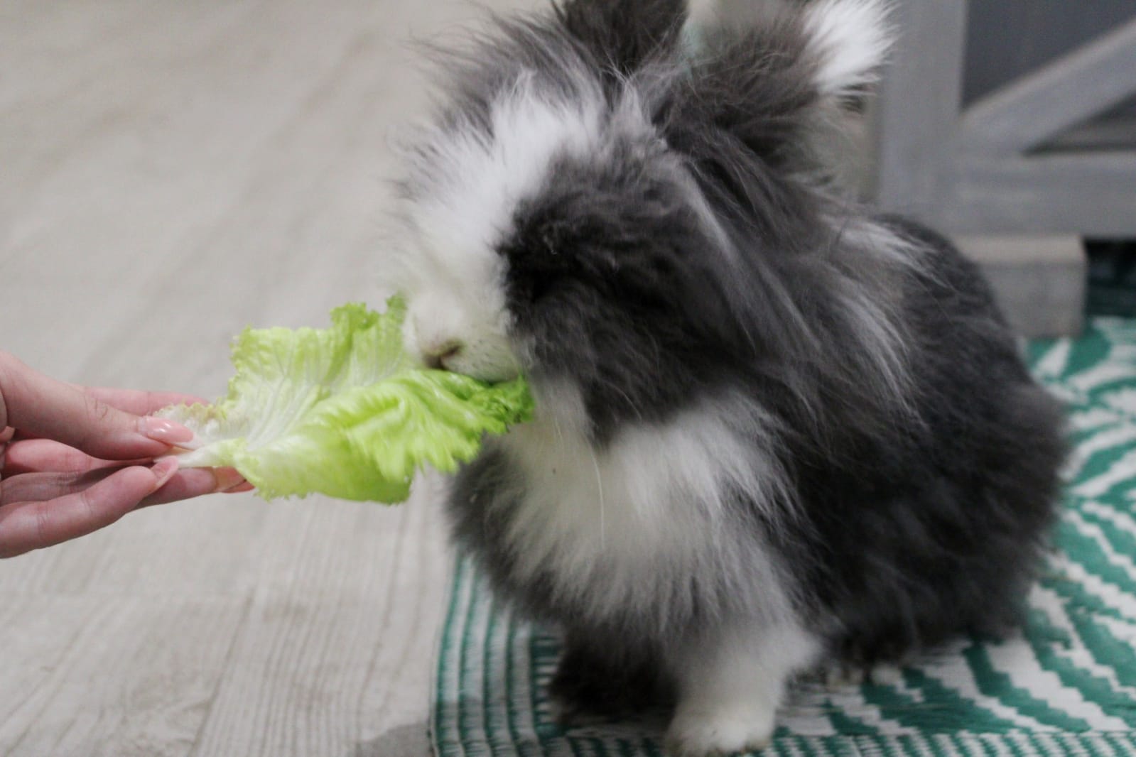 que-frutas-y-verduras-pueden-comer-los-conejos