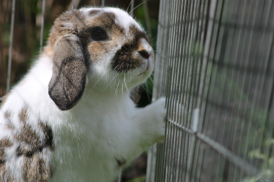 Jaulas para conejos - conejo en jaula