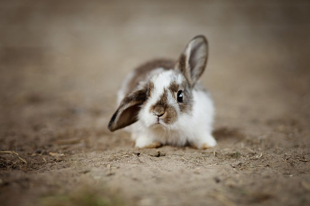 Â¿CÃ³mo saber si un conejo es enano?