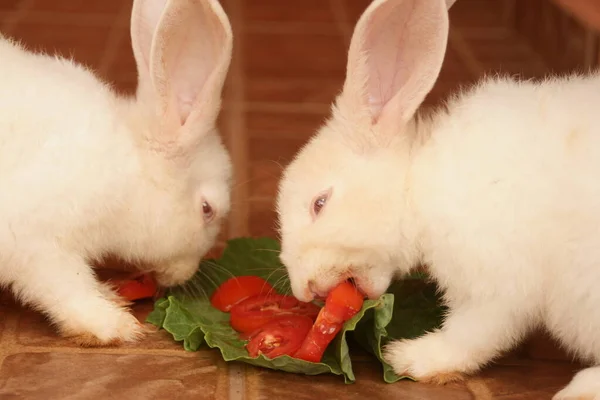 ¿Los conejos pueden comer tomate?