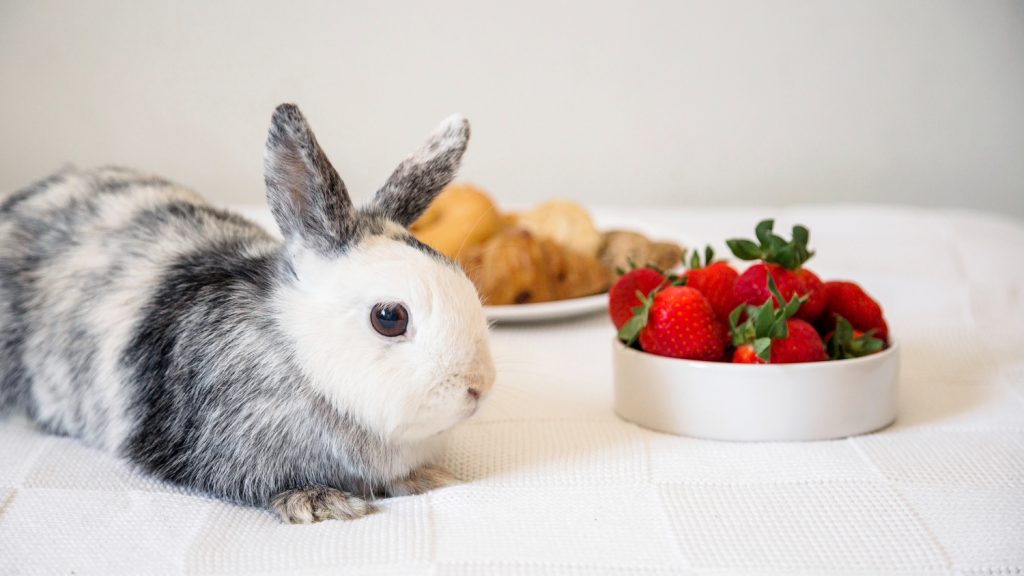 ¿Los conejos pueden comer fresas?