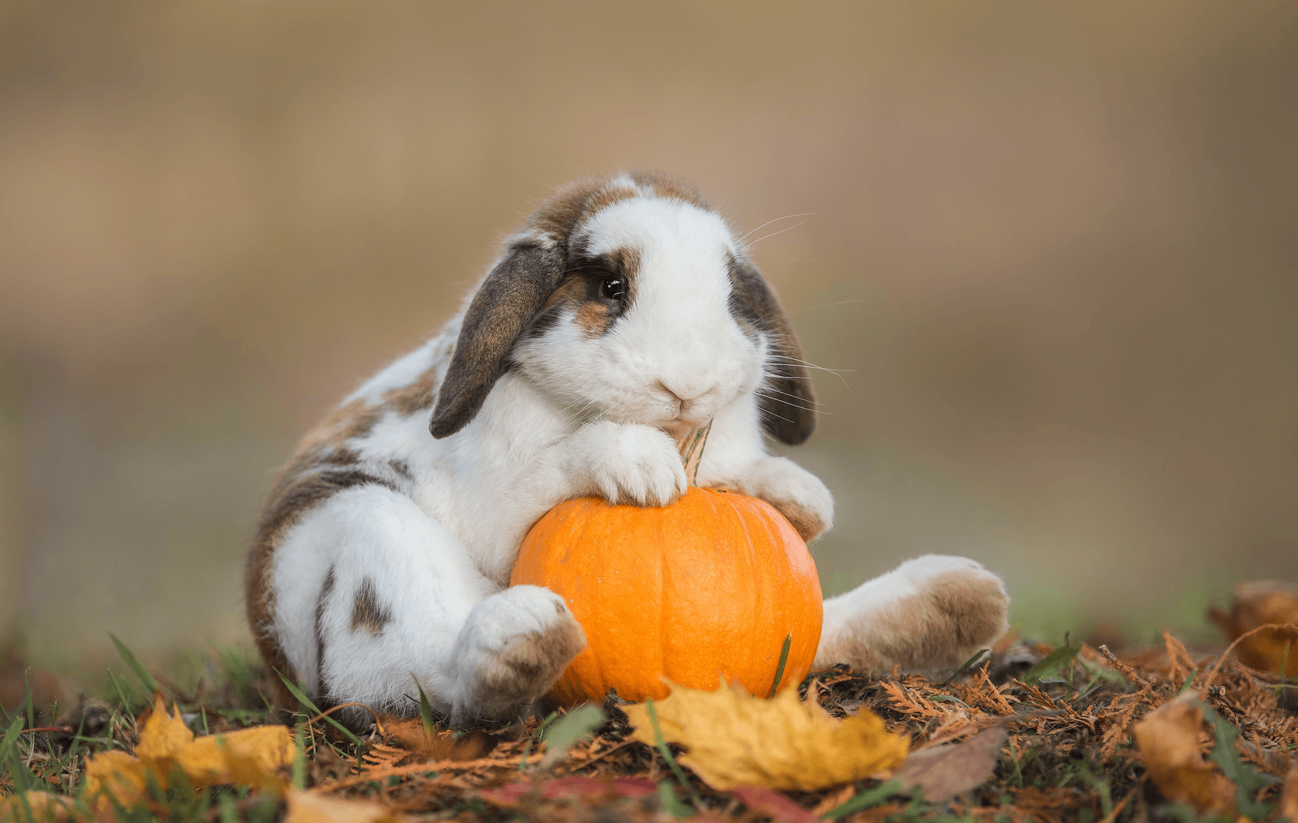 ¿Los conejos pueden comer calabaza?