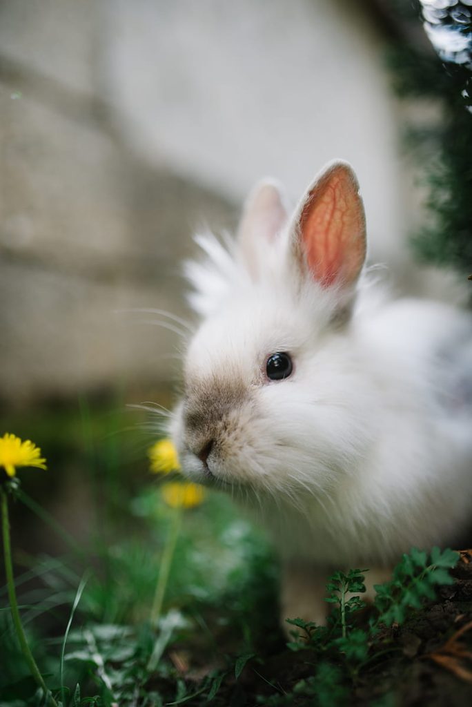 Cuidados básicos de los conejos enanos - conejo blanco