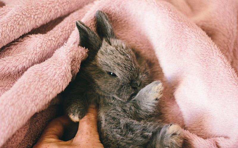 Conejo bebe - edad de conejos en años humanos