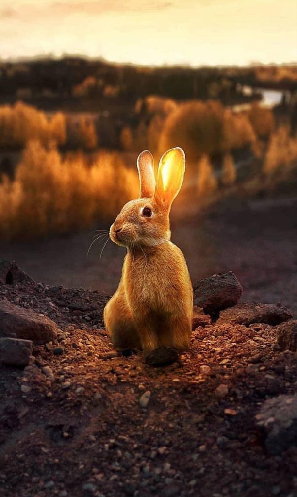 habitad de los conejos - conejo en exterior 