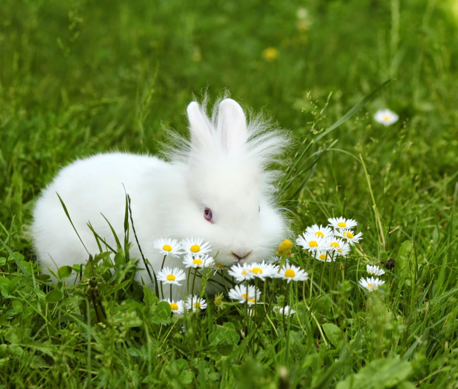 conejo blanco peludo con flores