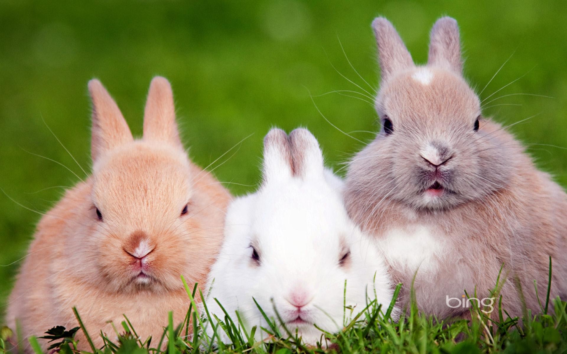conejos enanos de color blanco, marrón y gris